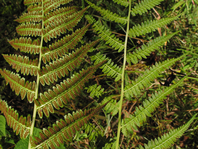 Athyrium filix-femina ssp. asplenioides (Southern lady fern) #41862