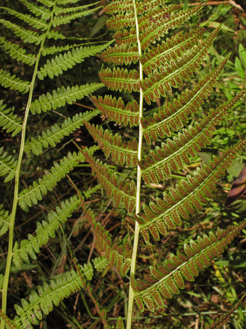 Athyrium filix-femina ssp. asplenioides (Southern lady fern) #41863