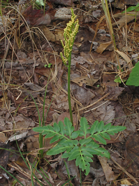 Botrychium dissectum (Cutleaf grapefern) #41864