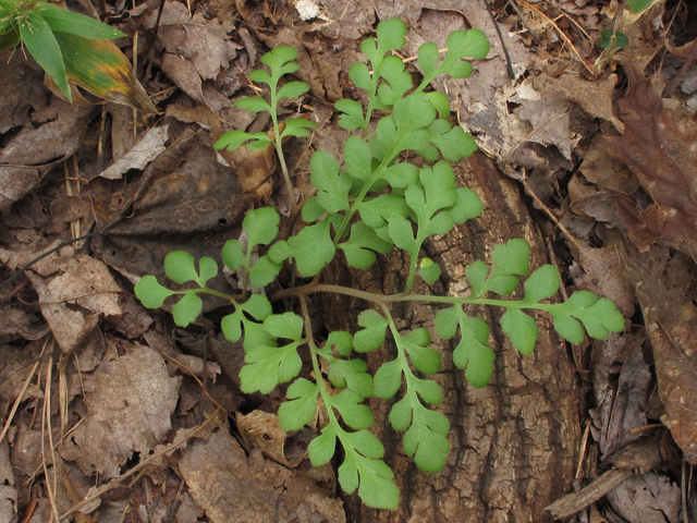 Botrychium jenmanii (Dixie grapefern) #41866