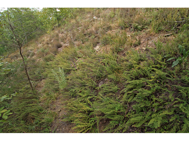 Cheilanthes lanosa (Hairy lipfern) #41868