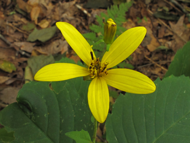 Coreopsis latifolia (Broadleaf tickseed) #41871