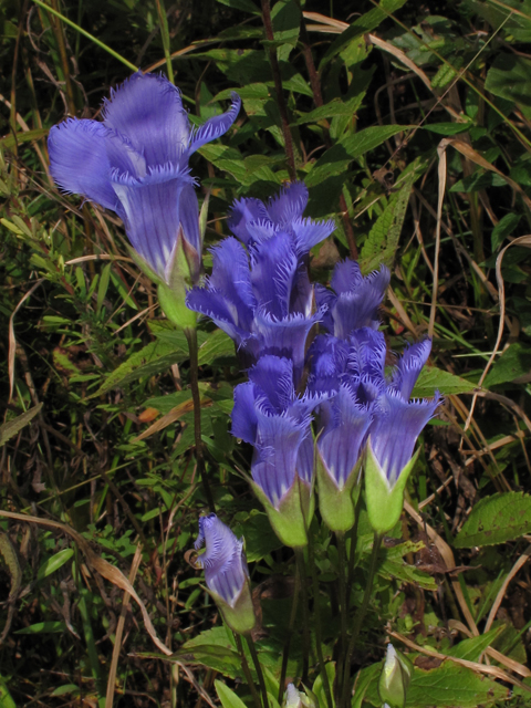 Gentianopsis crinita (Greater fringed gentian) #41880