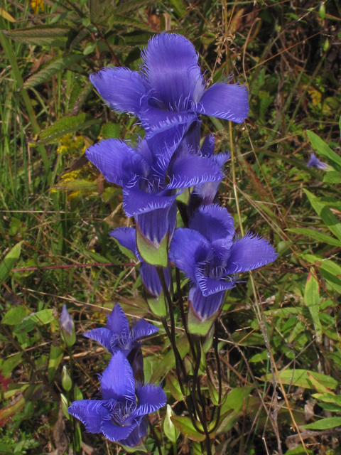 Gentianopsis crinita (Greater fringed gentian) #41881