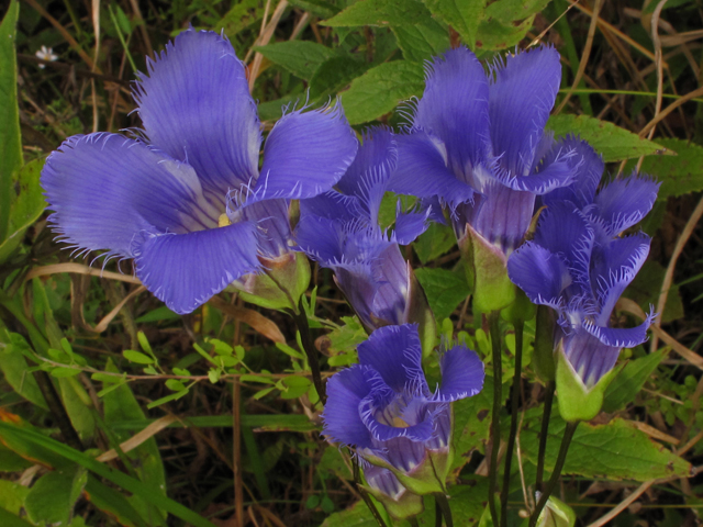 Gentianopsis crinita (Greater fringed gentian) #41882