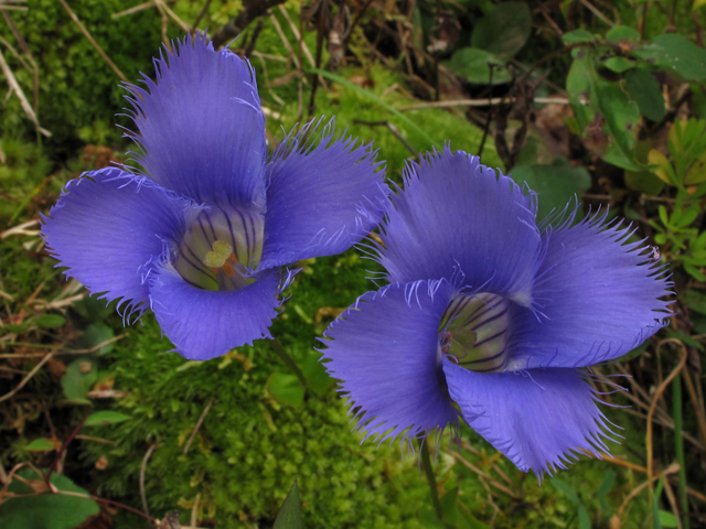 Gentianopsis crinita (Greater fringed gentian) #41883