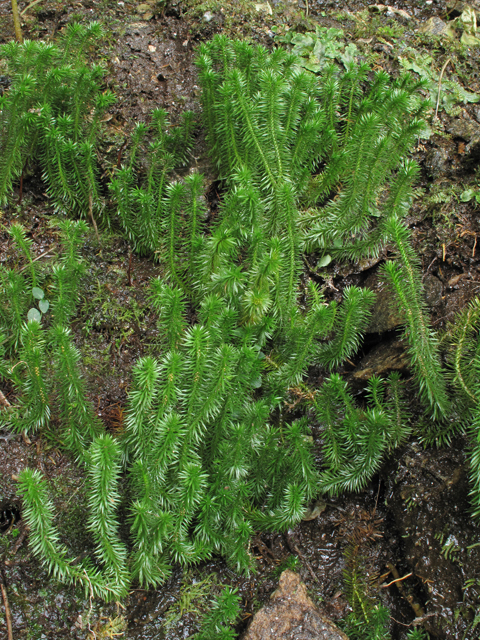 Huperzia porophila (Rock clubmoss) #41890