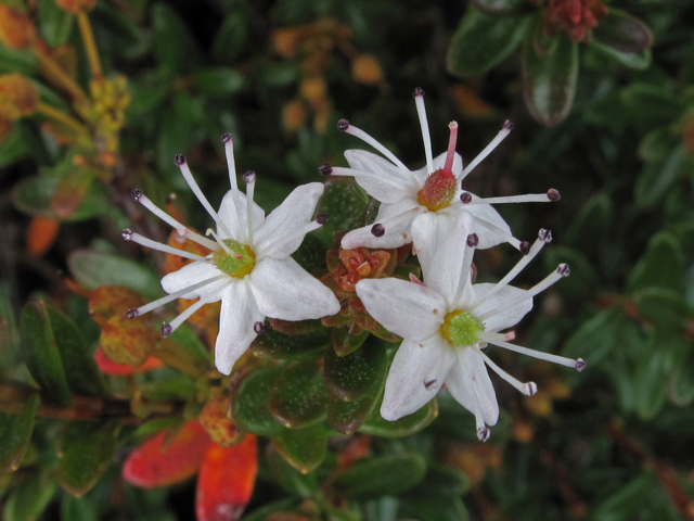 Leiophyllum buxifolium (Sandmyrtle) #41899