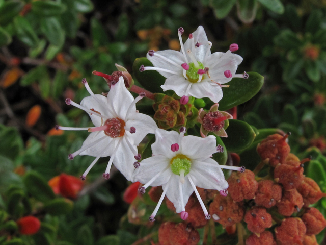 Leiophyllum buxifolium (Sandmyrtle) #41900