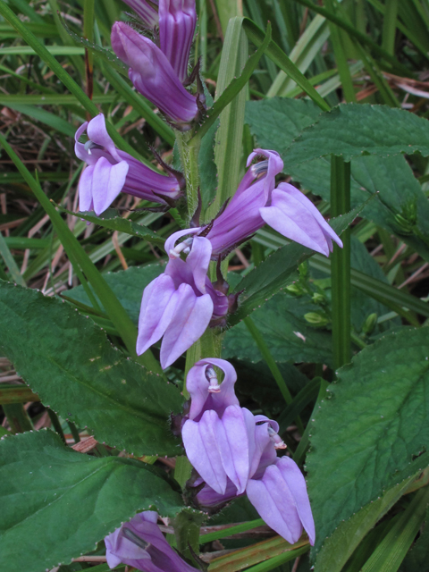 Lobelia siphilitica (Great blue lobelia) #41906