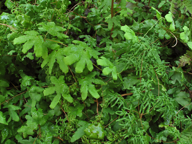 Lygodium palmatum (American climbing fern) #41907