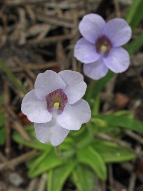 Pinguicula pumila (Small butterwort) #41922