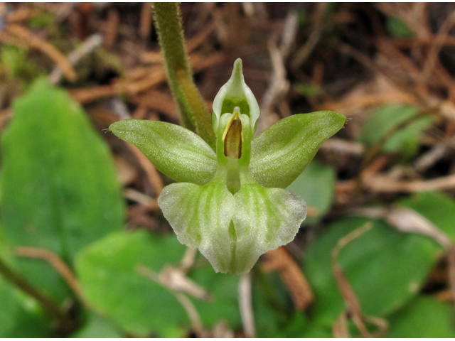 Ponthieva racemosa (Hairy shadow witch) #41925