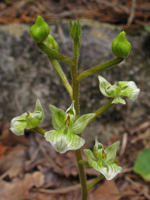 Ponthieva racemosa (Hairy shadow witch) #41926