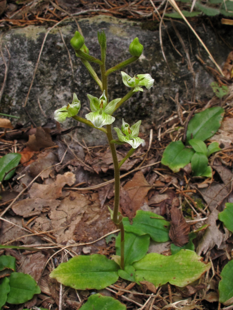 Ponthieva racemosa (Hairy shadow witch) #41927