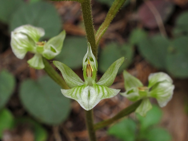 Ponthieva racemosa (Hairy shadow witch) #41928