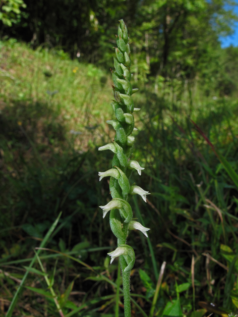 Spiranthes ovalis var. erostellata (October ladies'-tresses) #41944