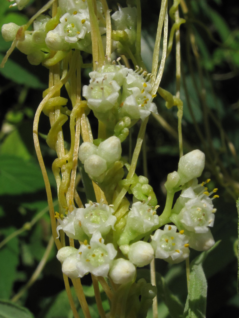 Cuscuta pentagona var. pentagona (Fiveangled dodder) #41964