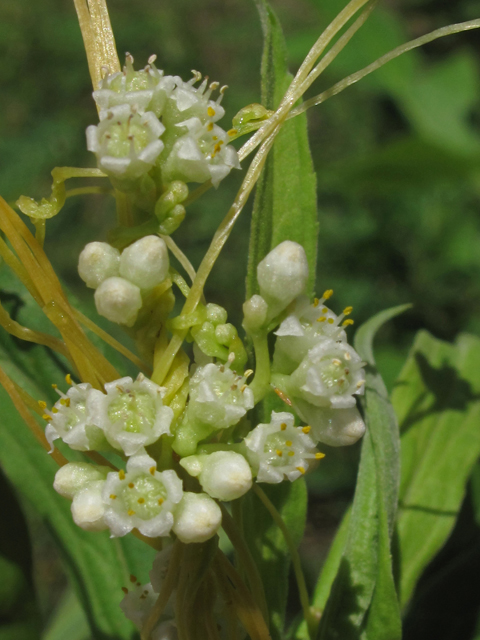 Cuscuta pentagona var. pentagona (Fiveangled dodder) #41965