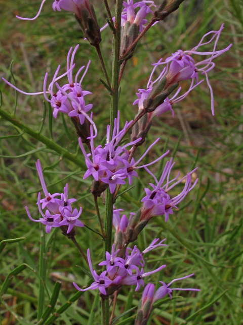 Liatris microcephala (Smallhead blazing star) #41992