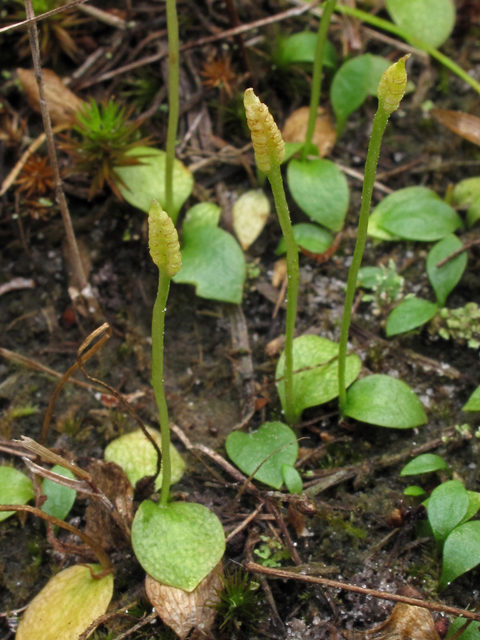 Ophioglossum nudicaule (Least adder's-tongue) #42000