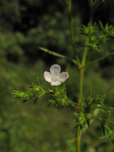 Polypremum procumbens (Juniper leaf) #42037