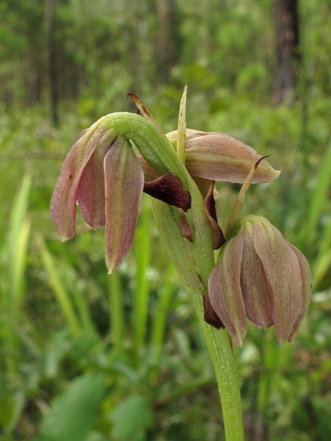 Pteroglossaspis ecristata (Giant orchid) #42038