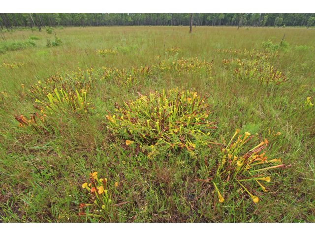 Sarracenia flava (Yellow pitcherplant) #42044