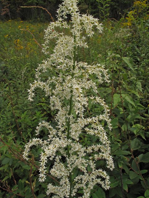 Stenanthium gramineum (Eastern featherbells) #42047