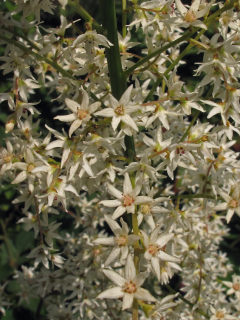 Stenanthium gramineum (Eastern featherbells) #42048