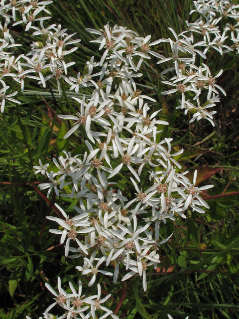 Sericocarpus linifolius (Narrowleaf whitetop aster) #42143