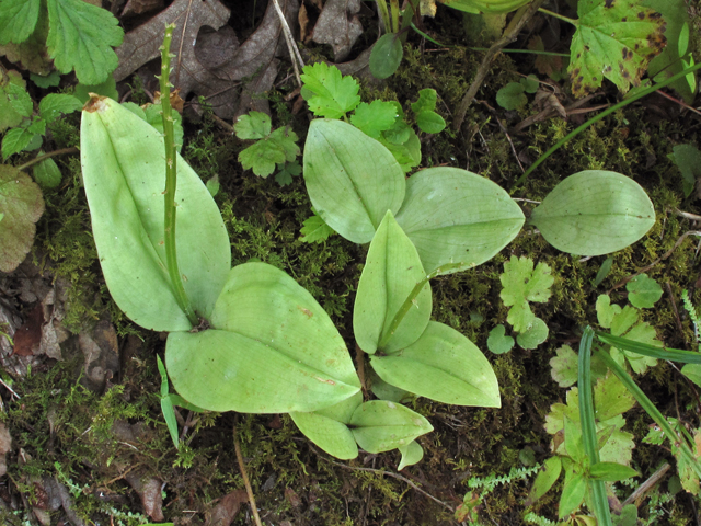 Liparis liliifolia (Brown widelip orchid) #42147