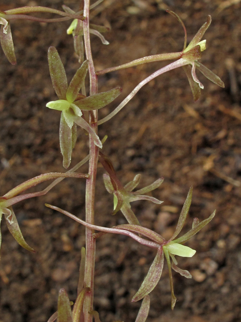 Tipularia discolor (Crippled cranefly) #42156