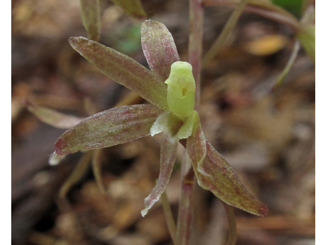 Tipularia discolor (Crippled cranefly) #42162