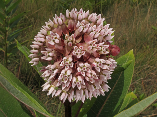 Asclepias syriaca (Common milkweed) #42180