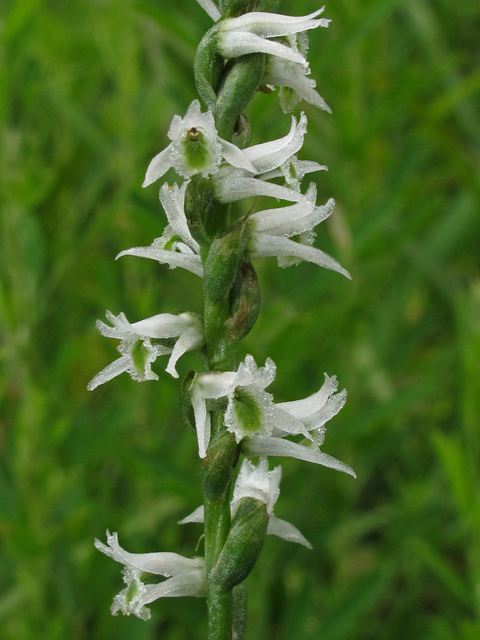 Spiranthes lacera var. gracilis (Southern slender ladies'-tresses) #42182