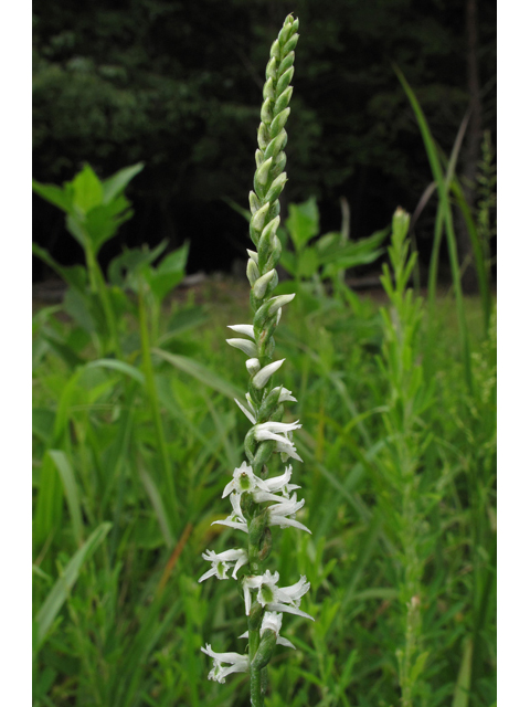 Spiranthes lacera var. gracilis (Southern slender ladies'-tresses) #42183