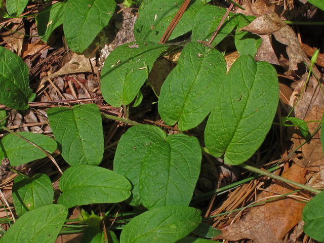 Stylisma humistrata (Southern dawnflower) #42192