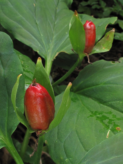 Trillium undulatum (Painted trillium) #42203