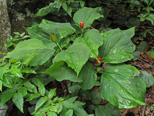 Trillium undulatum (Painted trillium) #42204