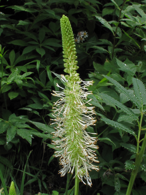 Sanguisorba canadensis (Canadian burnet) #42205