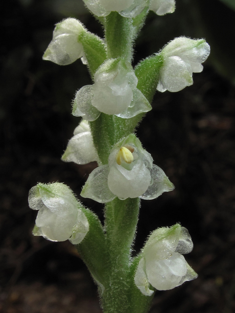 Goodyera pubescens (Downy rattlesnake plantain) #42215