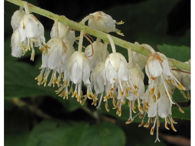 Clethra acuminata (Mountain pepperbush) #42217