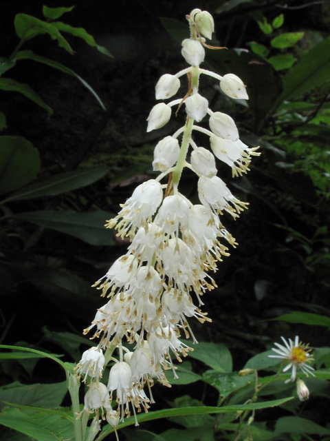 Clethra acuminata (Mountain pepperbush) #42218