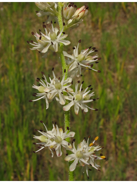 Triantha racemosa (Coastal false asphodel) #42228