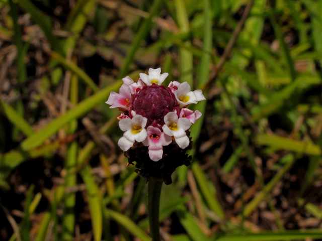 Phyla nodiflora (Texas frogfruit) #42279