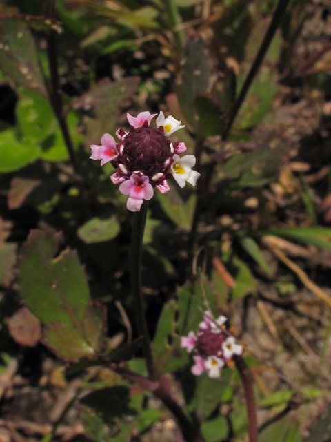 Phyla nodiflora (Texas frogfruit) #42280