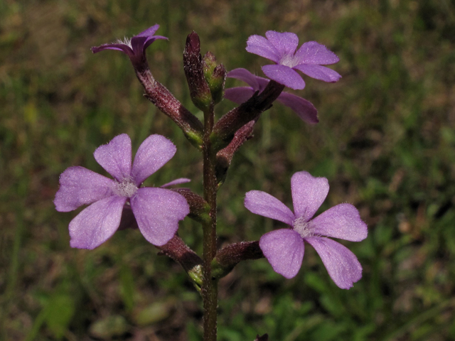 Buchnera americana (American bluehearts) #42283