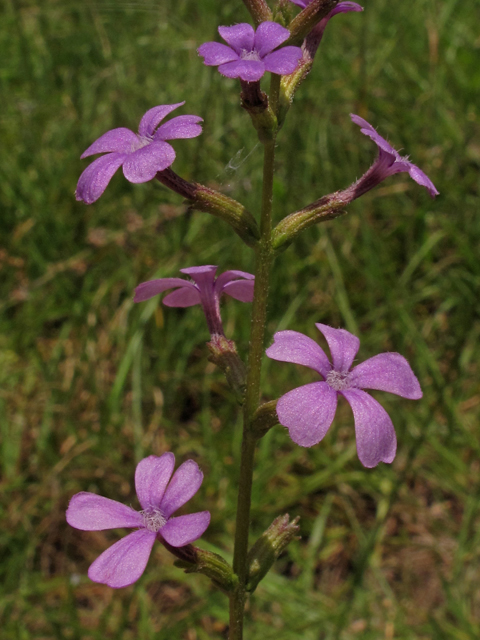 Buchnera americana (American bluehearts) #42284