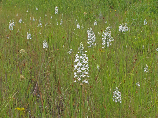 Platanthera nivea (Snowy orchid) #42289